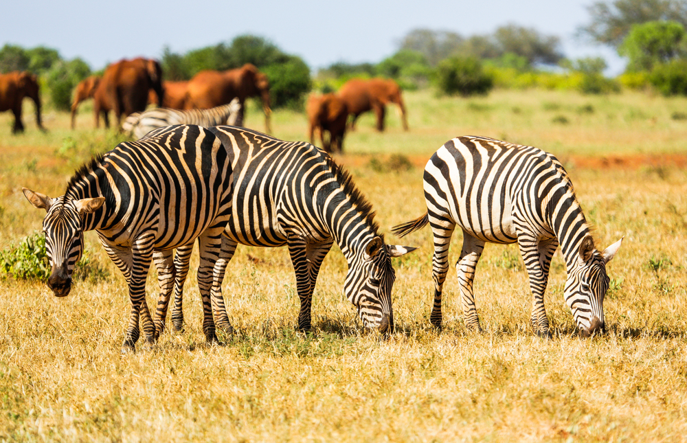 Wild,Zebras,On,Savanna,In,Tsavo,West,National,Park,,Kenya,