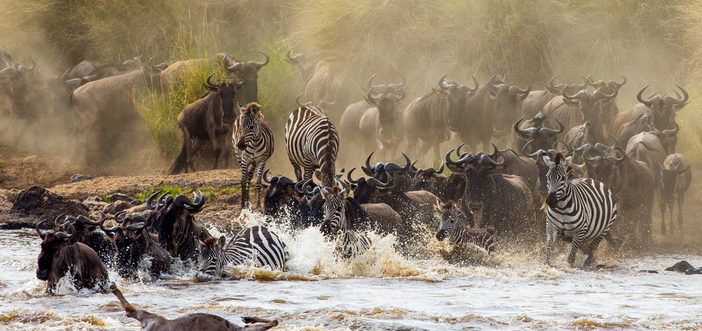 Wildebeests,Are,Crossing,Mara,River.,Great,Migration.,Kenya.,Tanzania.,Masai