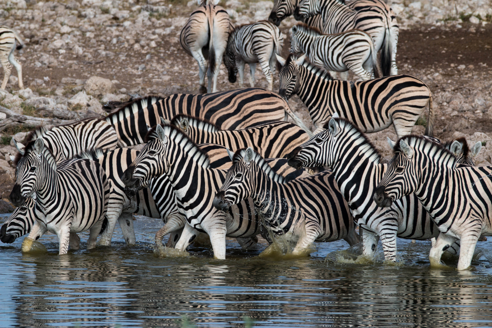 Herd,Of,Zebras,At,A,Waterhole,In,Etosha,National,Park,