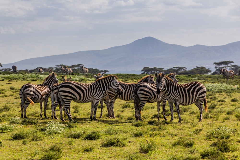 Burchell's,Zebras,(equus,Quagga,Burchellii),At,Crescent,Island,Game,Sanctuary