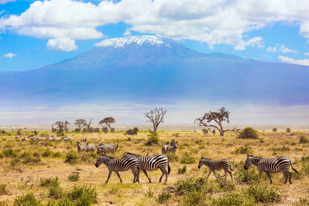 Large,Herd,Of,Zebras,Graze,In,The,African,Savannah,At