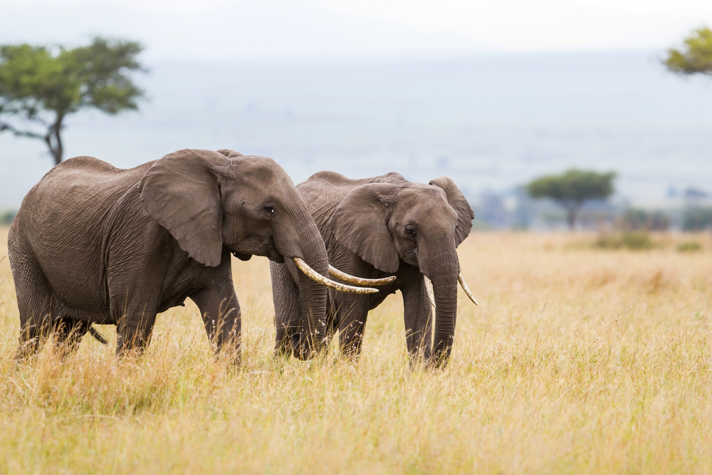 Elephant,Herd,Walking,In,The,Masai,Mara,National,Park,In