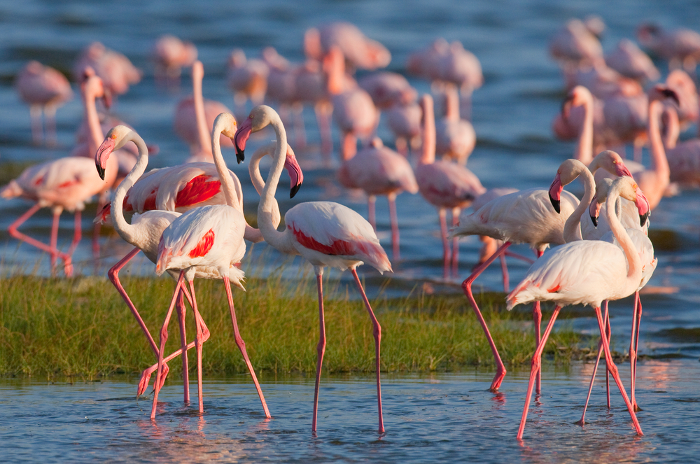 Flamingos,On,The,Lake.,Kenya.,Africa.,Nakuru,National,Park.,Lake