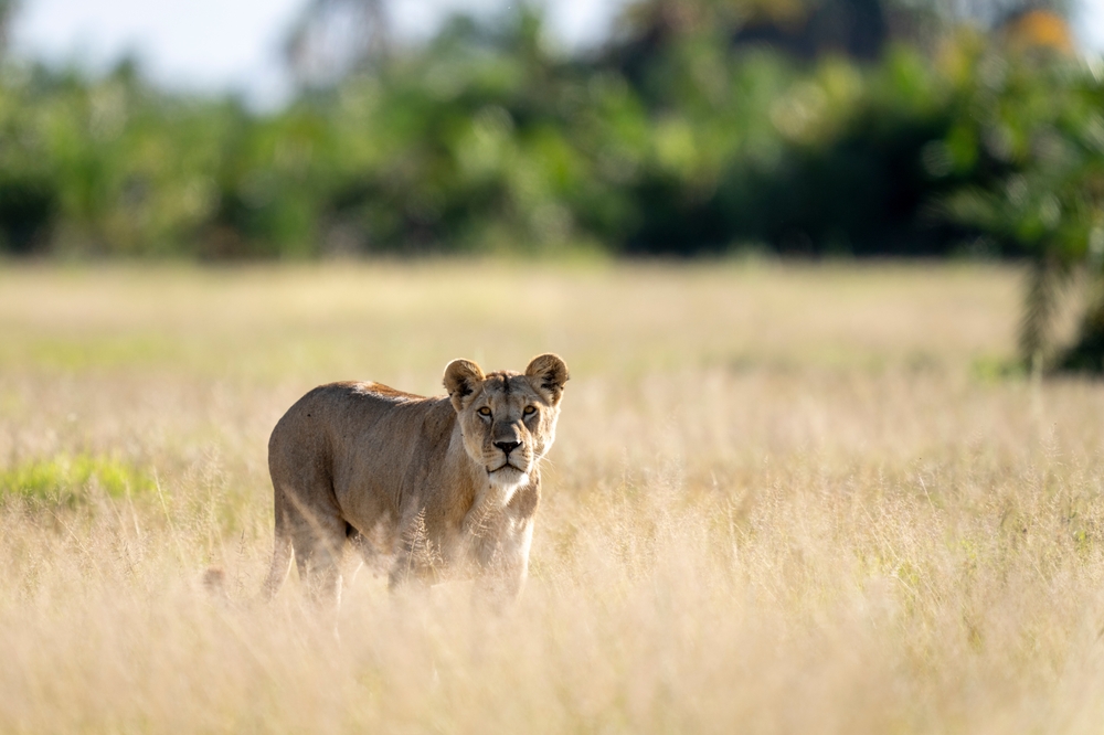 Lion,In,Amboseli,National,Park