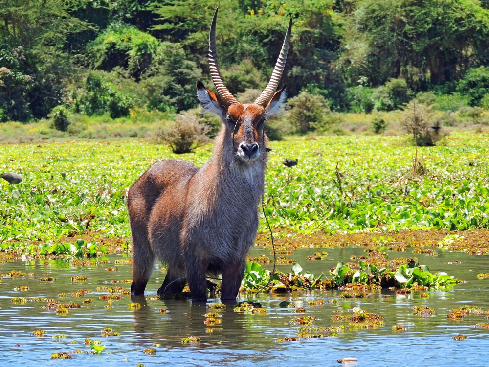 Magnificent,Male,Waterbuck,Tangled,In,Wire,,Standing,In,The,Shallows