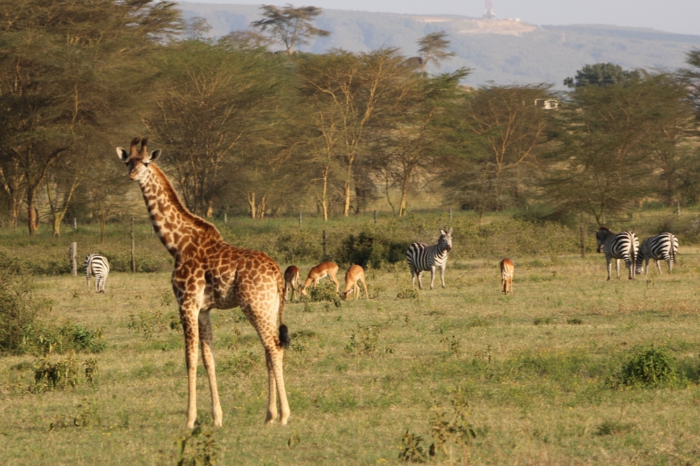 Wild,Giraffes,In,Lake,Naivasha,Panorama,Park.