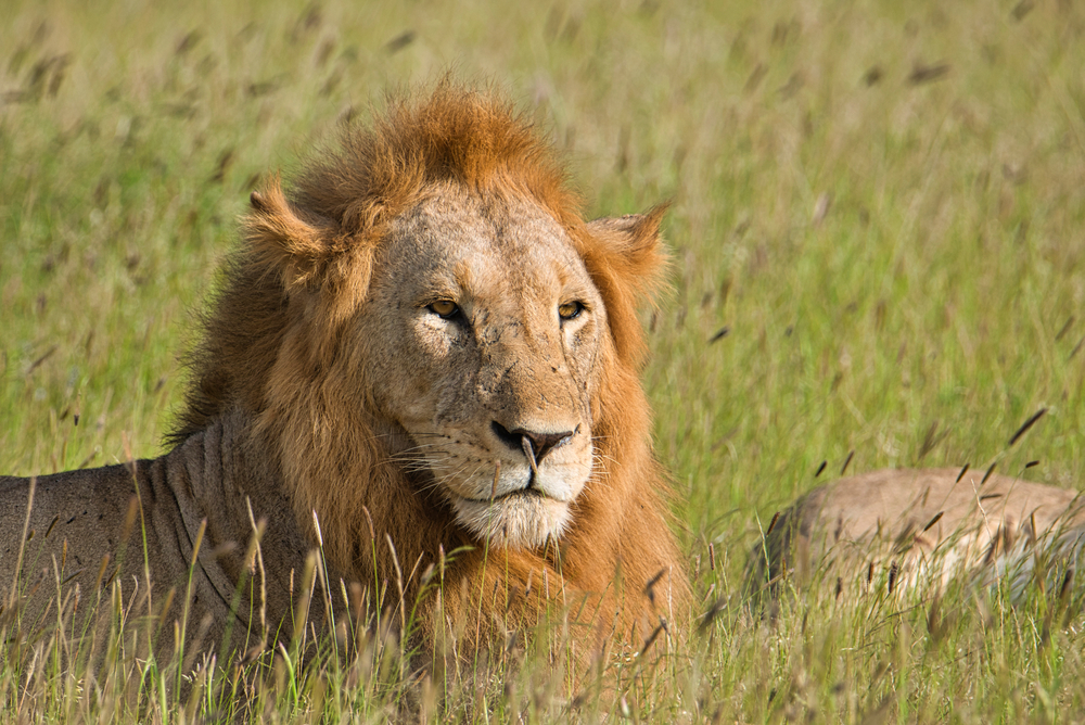 Lions,In,The,Tsavo,East,And,Tsavo,West,National,Park