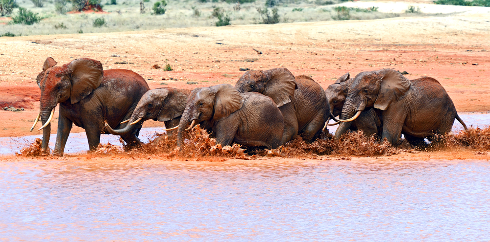 Elephants,Tsavo,East,National,Park,In,Kenya