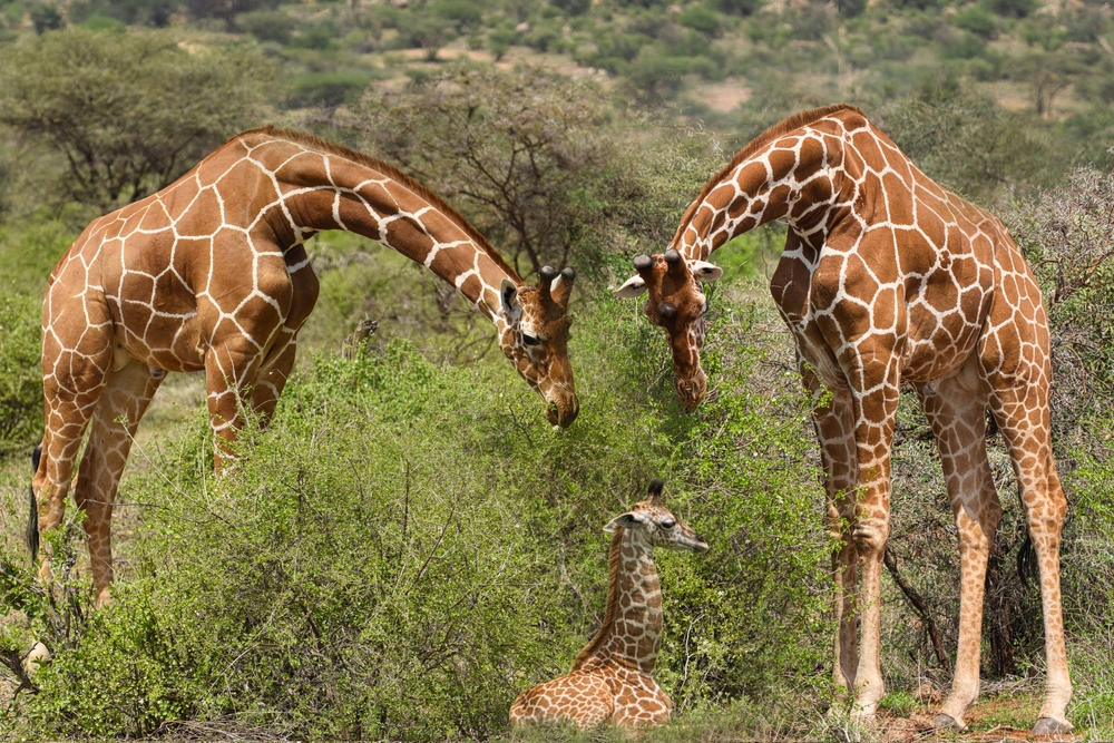 Giraffes,And,Sunset,In,Tsavo,East,And,Tsavo,West,National