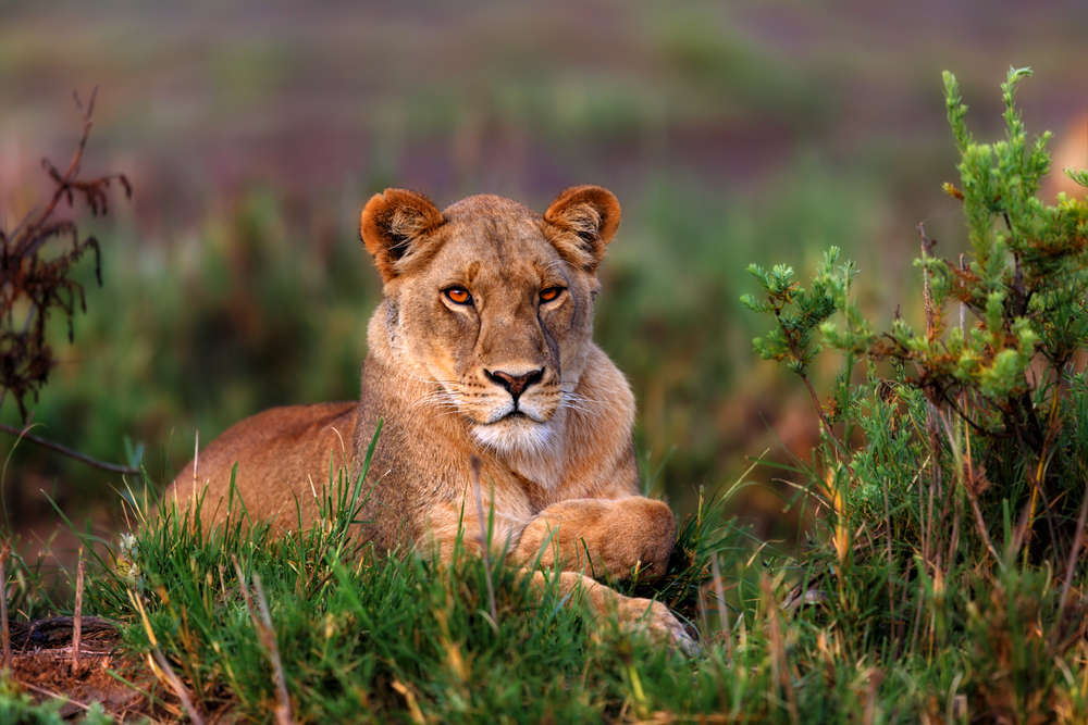 Portrait,Of,A,Beautiful,Lioness,In,Sunrise,Light,At,Lake