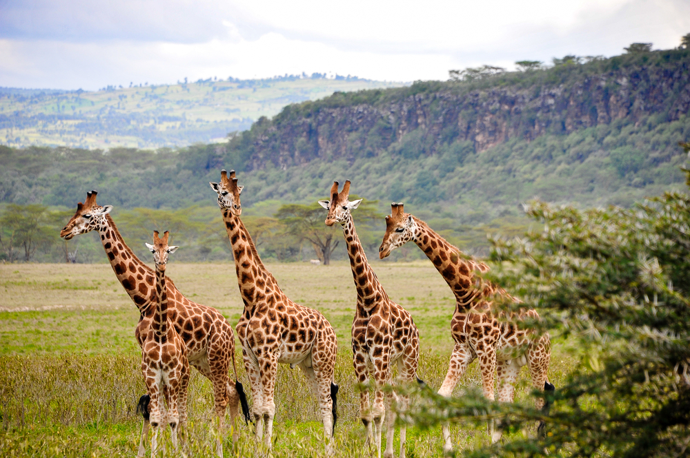 A,Family,(or,Tower),Of,Rothschild's,Giraffe,(giraffa,Camelopardalis),Pose