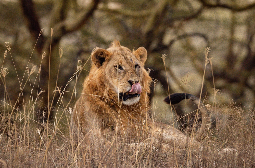 Wildlife,Of,Lake,Nakuru-,Kenya,Safari