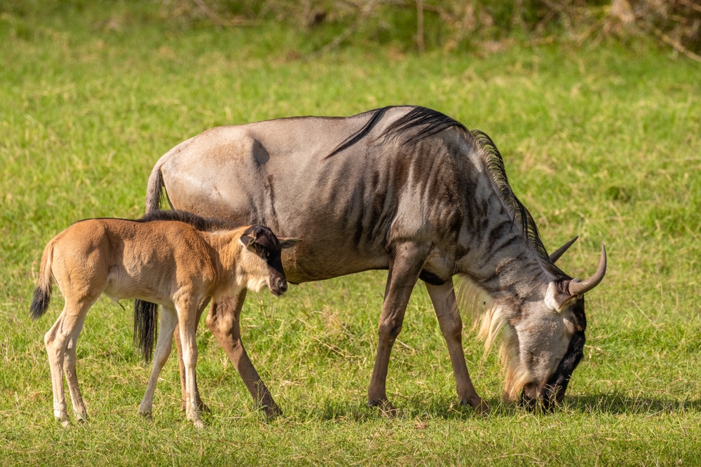 A,Female,Blue,Wildebeest,With,Her,Young,Calf,(connochaetes,Taurinus)