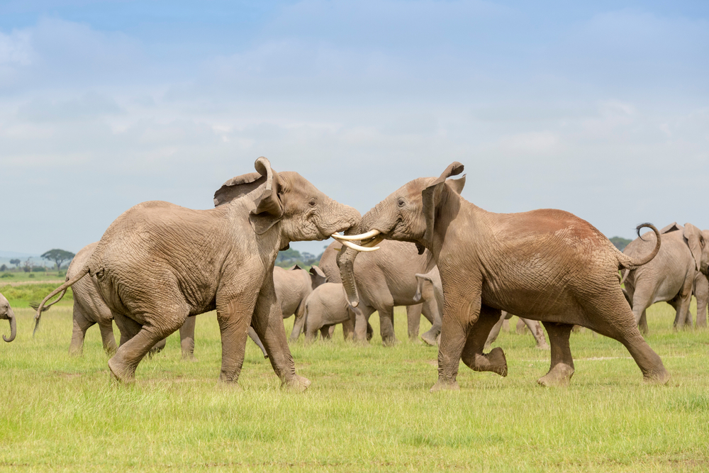 Two,African,Elephant,(loxodonta,Africana),Bulls,Fighting,For,Dominance,Over