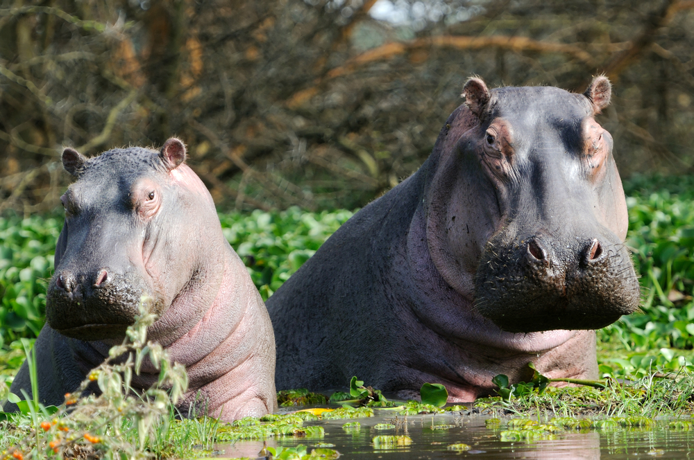 Hippopotamus,In,The,Lake,Naivasha,In,Kenya,Africa