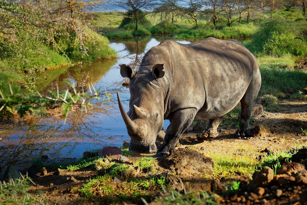 Southern,White,Rhinoceros,Or,Square-lipped,Rhinoceros,-,Ceratotherium,Simum,Simum,