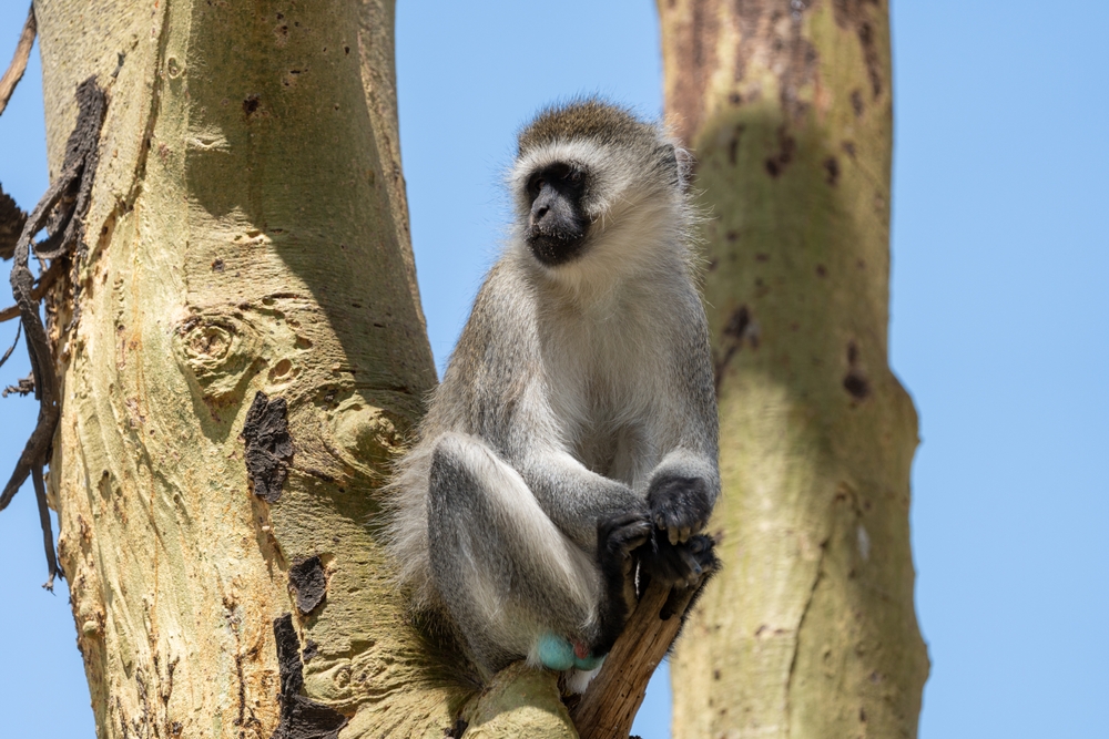 Lake,Naivasha,-,Vervet,Monkey,In,A,Tree,,These,Monkeys