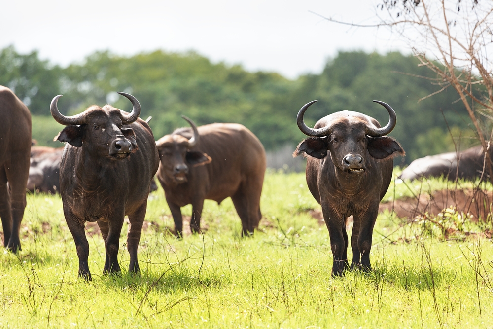 A,Group,Of,African,Buffaloes,Is,Located,In,Tsavo,National